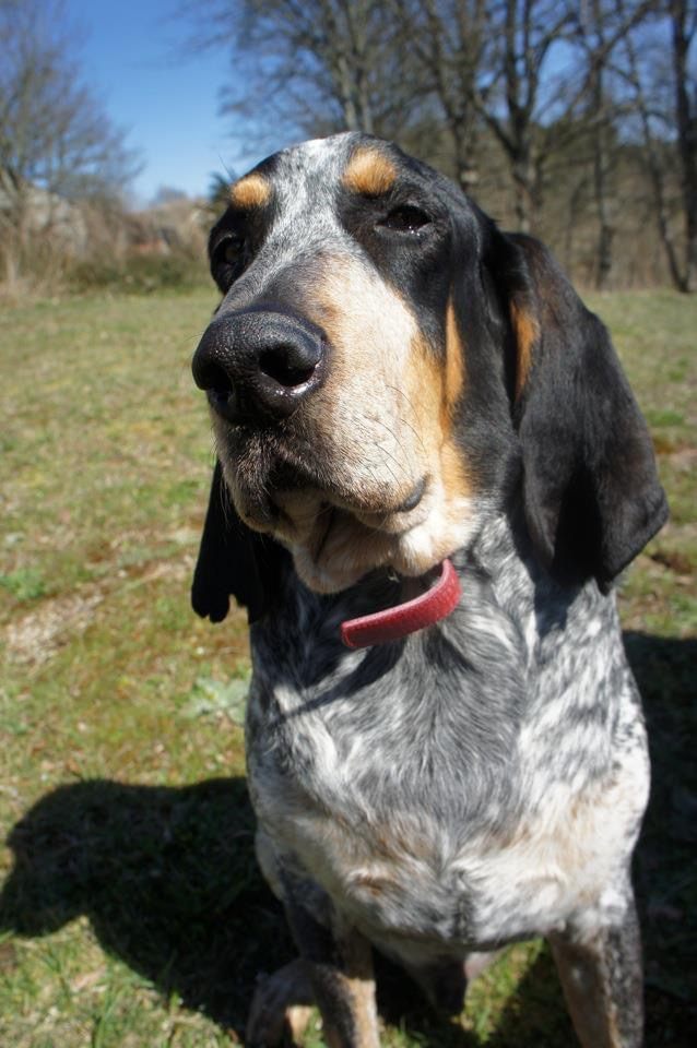 Chien courant bleu de Gascogne attentif pendant une séance d'éducation canine en extérieur