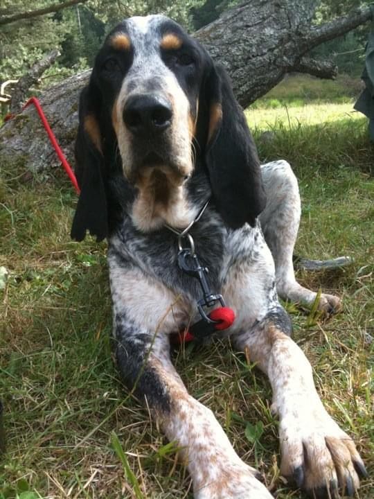 Chien posé en laisse détendue lors d'une pause de travail en extérieur
